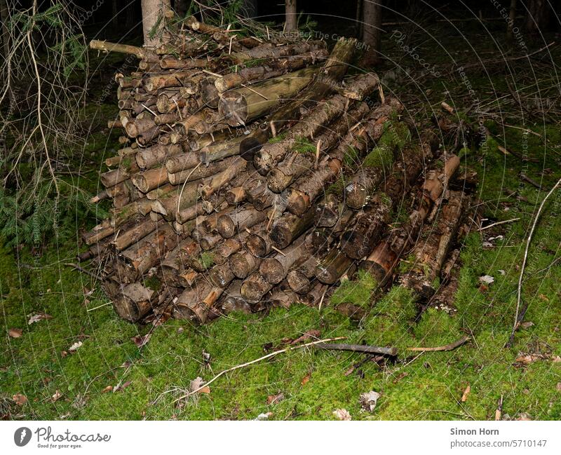 Woodpile on a bed of moss in the forest moss bed branches wood supply Firewood Moss Forest Woodground Stack of wood Forestry Fuel Branches and twigs