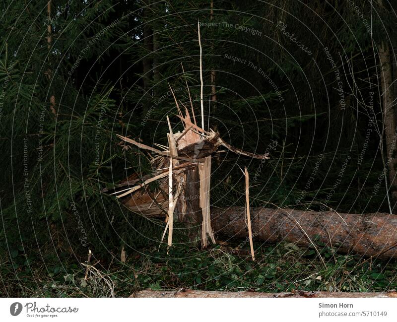 Fragmentation of a fallen tree storm damage Defibering Wood fibers star-shaped peak Stars Forest Tree Storm damage Destruction Tree trunk toppled over somber