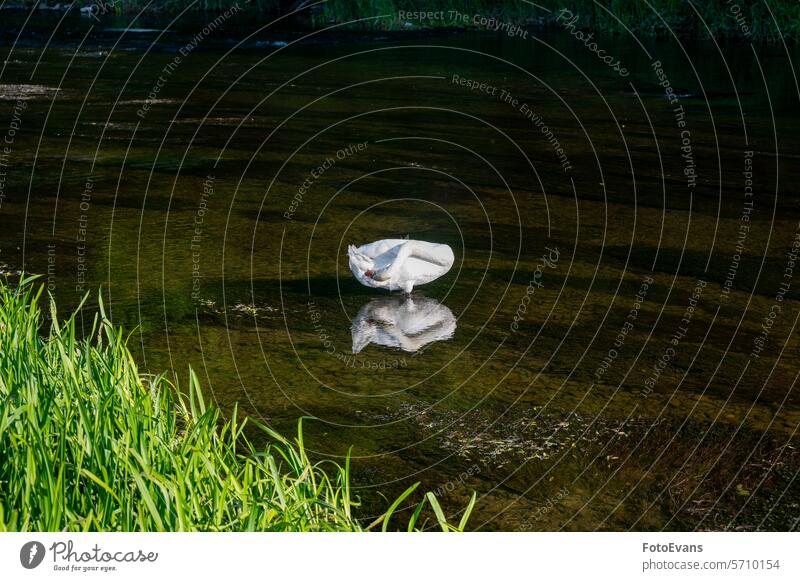 A swan stands in the water and grooms itself Cygnus living being duck plumage care nature Germany day background animal fluffy feathered animal wild outside