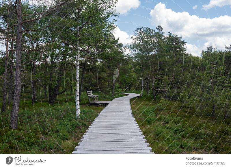 Wooden footbridge in a bog moor landscape birch nature Germany background trees Unesco Moor trip Europe swamp wood path wetland plants heath high moor