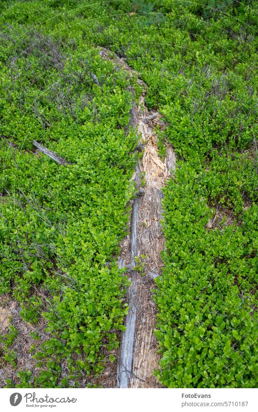 Old tree trunk lies in the bog Moor landscape Wetland Nature Reserve birch Plants UNESCO Biosphere Reserve Rhön Germany Land wet Nature Conservation fall