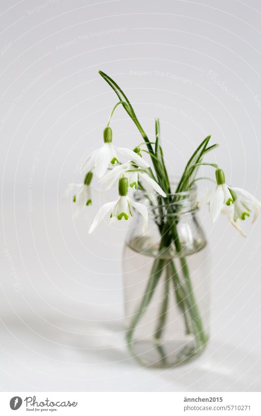 Glass vase with snowdrops stands on a white table in front of a white wall Snowdrop Spring Winter Plant Flower Garden Blossom Nature Vase Hope Ostrich