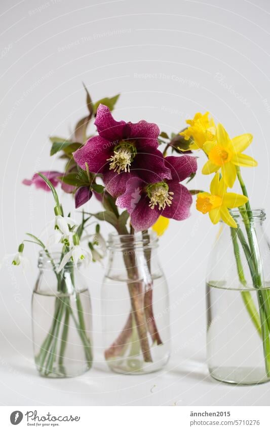 Glass vases with early bloomers Vase flowers Spring flowering plant decoration Firm