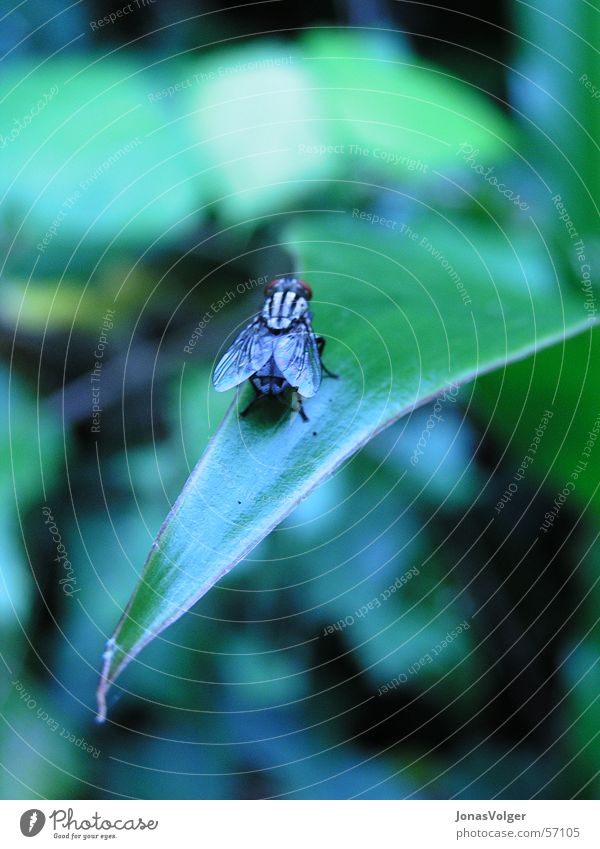 Fly rests Leaf Plant Near Insect Animal Macro (Extreme close-up)