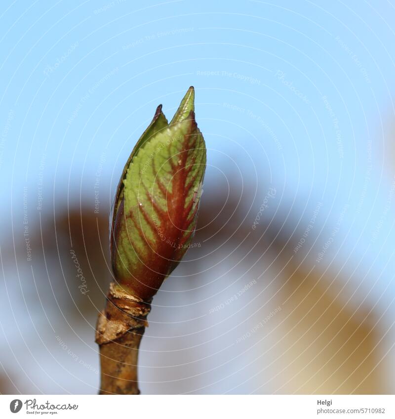 Fresh green of a hydrangea Hydrangea Leaf Stenfel sprout Green acuity blurriness early spring Sky Beautiful weather Plant Exterior shot Nature Colour photo