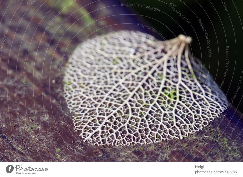 transient beauty Leaf Blossom leave withered skeletonized Transience Holu Old Plant Faded Nature Shriveled Decline Close-up Dry Shallow depth of field Change