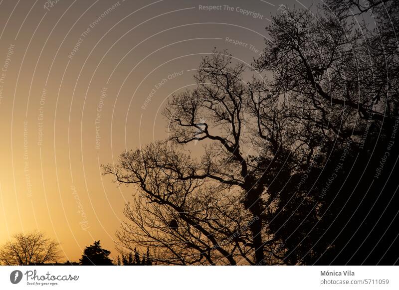 Silhouette of the treetops at sunset in Cambados silhouette backlight nature trees Treetop Sky Forest Exterior shot Day