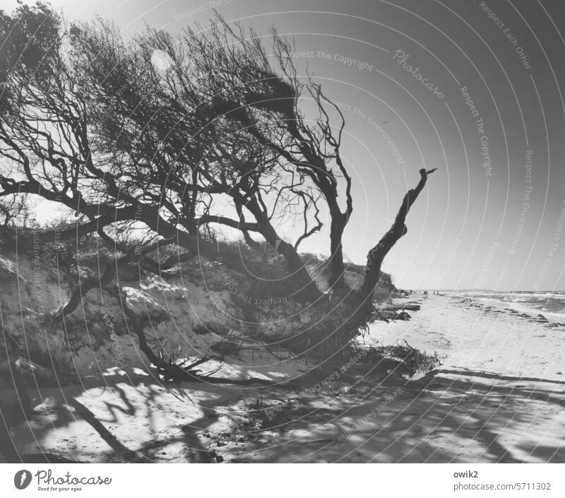 Tousled by the wind Bushes Tree Plant Sky Clouds Western Beach Darss Wind cripple Storm damage Wood coast Baltic Sea Idyll Landscape Sand Nature Environment