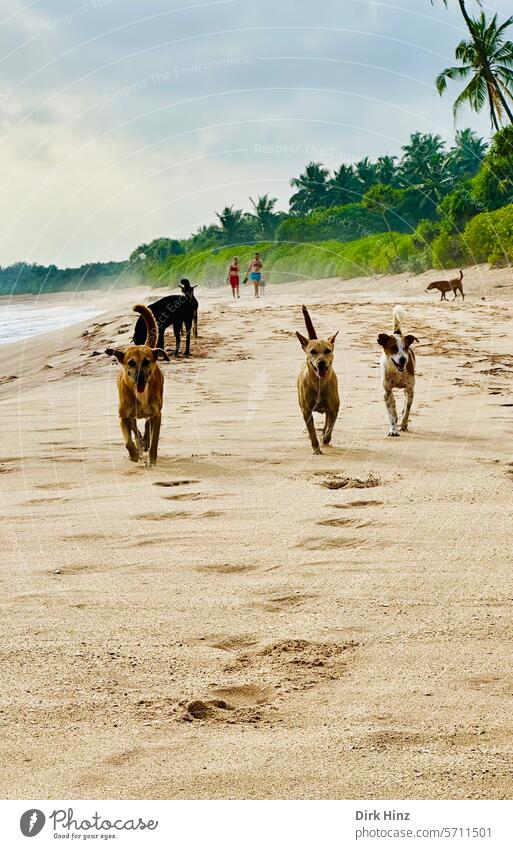 Thank you Photocase for 18 great years! dogs Beach dog beach Running running dog Joy Friends