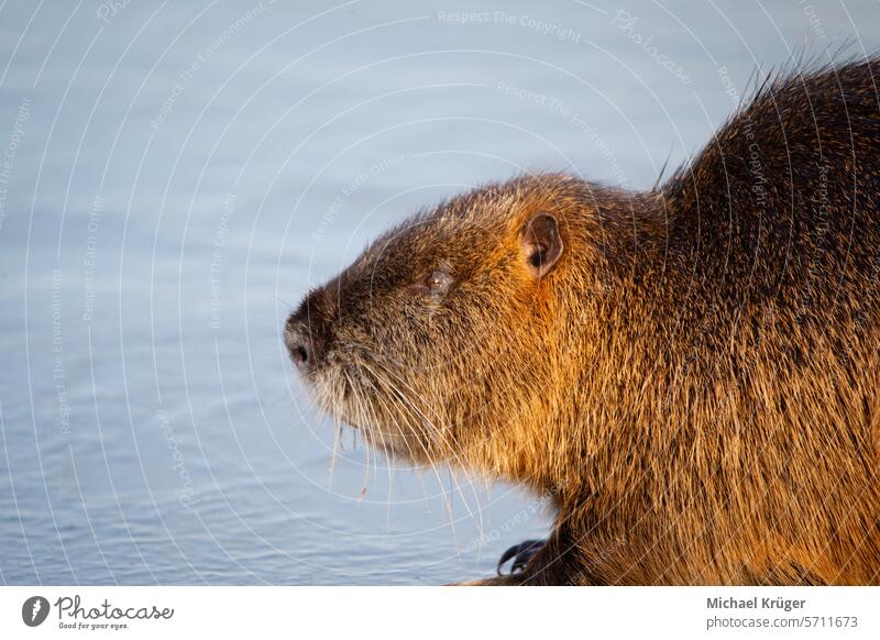 Nutria in search of food on the ice beaver beaver rat close-up cold field frost meadow reeds snow swamp beaver tail beaver tail rat water winter