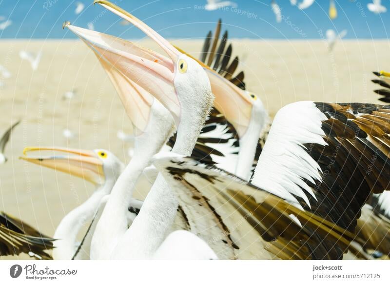 excited confusion of the spectacled pelicans Spectacled Pelican Wild animal Group of animals Together Habitat Beach Queensland Australia animal world Appetite