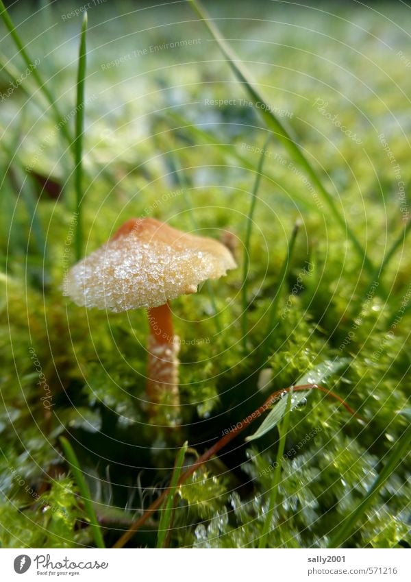 Frost mushrooms Nature Plant Winter Ice Grass Moss Mushroom Meadow Freeze Stand Cold Small Brown Green Power Calm Apocalyptic sentiment Hope Survive Transience