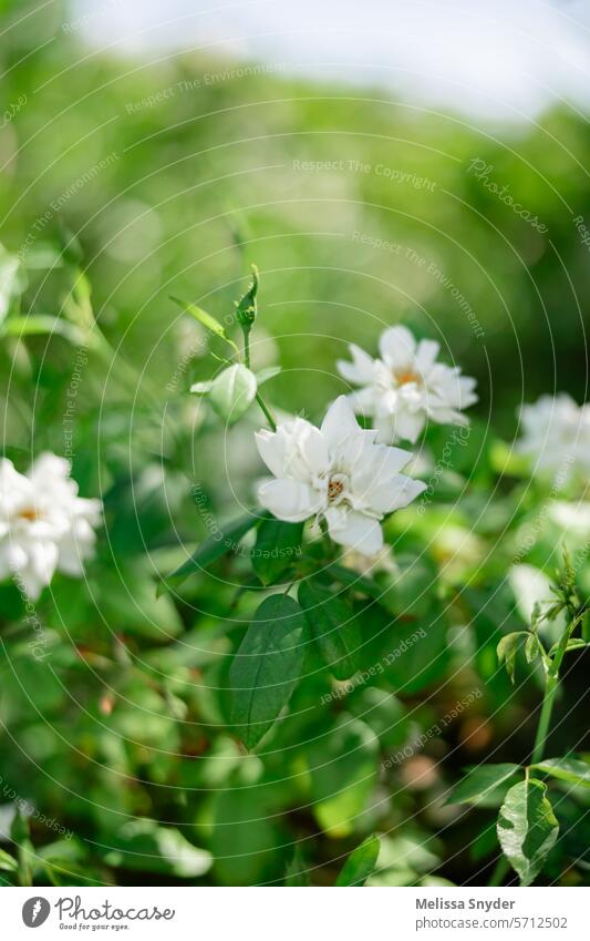 beautiful white roses bushes with green leaves backdrop garden roses greenery outdoors green backdrop neutral joyful