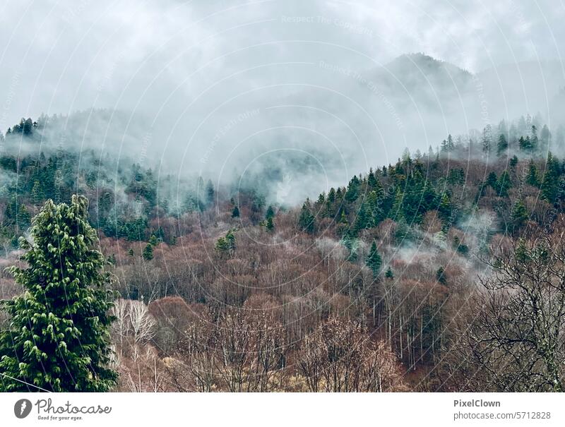 Mountain fog Fog Landscape Dawn Sunrise Nature Deserted Tree mountain Exterior shot Forest Plant Environment Grass Colour photo Clouds Hill Meadow Green Blue