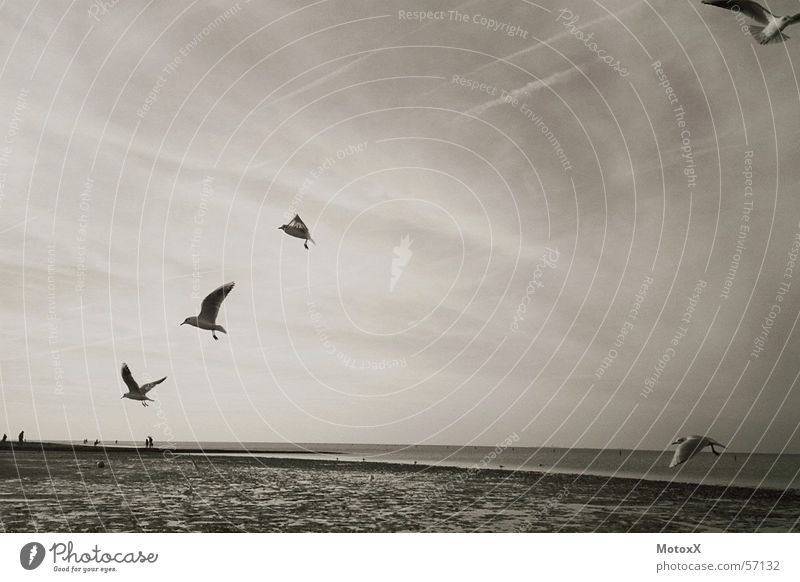 Seagulls Ocean Beach Low tide Sky North Sea Water High tide