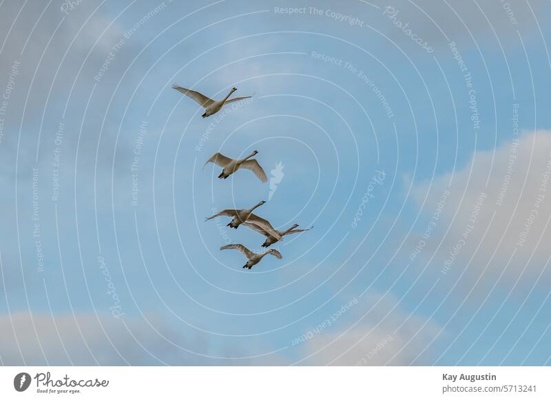 Mute swans in flight wesseling Cygnus olor Mute Swans Cygnini goose birds Anseriformes black bumps Group of mute swans geese Anserinae Sky Clouds evening light