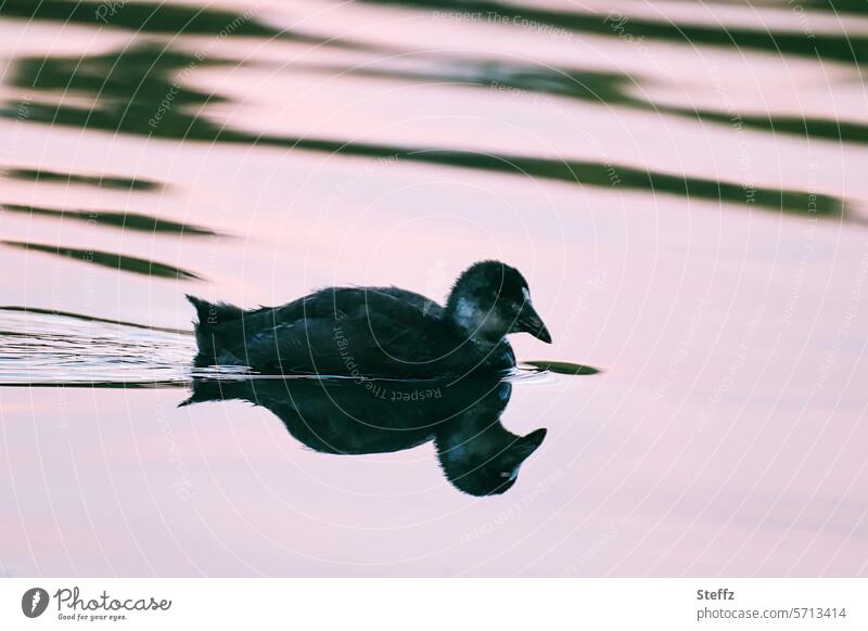 Crake in the evening light at the lake Chick moorhen waterfowl dim light Porzana Lake Silhouette Pink Twilight reflection Water reflection atmospheric seawater