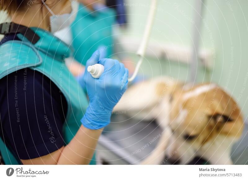 Two veterinarian doctor are going to do an x-ray of big dog during the examination in veterinary clinic. Pet health. xray pet woman people table animal medical