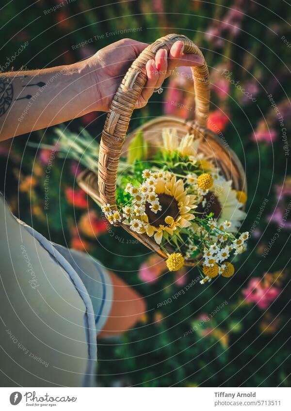 Basket of flowers Sunflower Daisy White flowers White sunnies White sunflower Yellow flower Crespedia Feverfew Garden Cut flowers Nature Blossom Blooming blooms