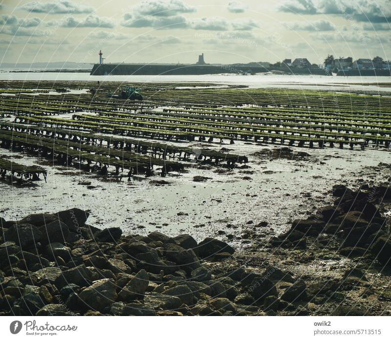 Temporarily accessible Oyster Bank aquaculture Fishery Seafood tide-dependent Workplace Oyster beds drained Low tide Tide uncovered Ocean coast Beach Landscape