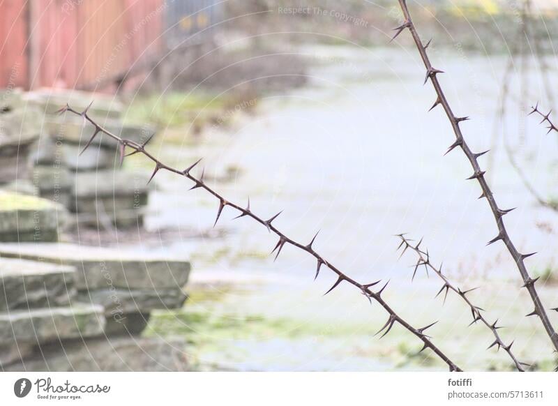 thick thorns Thorn Prickly bush vulnerable peak Plant Nature Exterior shot Thorny Deserted Shallow depth of field Bushes Environment Point Detail rural