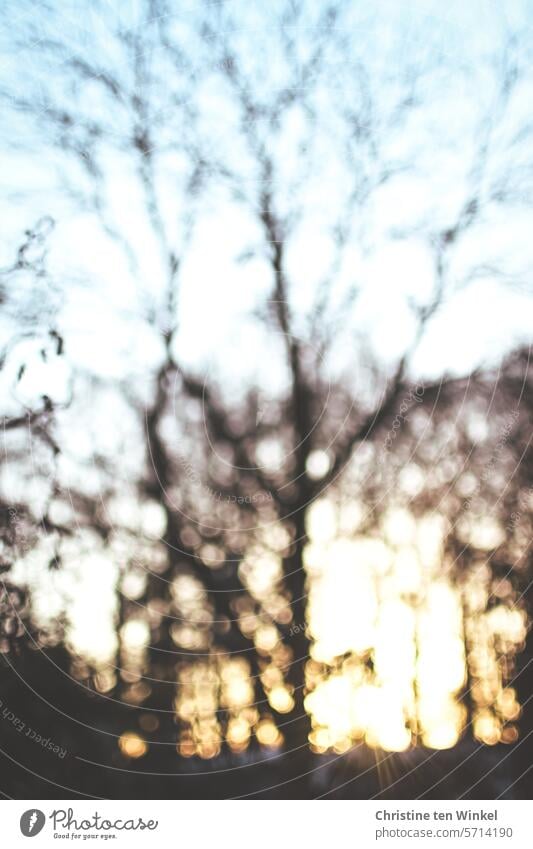 a bare tree in the backlight of the setting winter sun Tree Sunlight Sky Silhouette Winter Nature Structures and shapes Reflection Abstract Beautiful weather