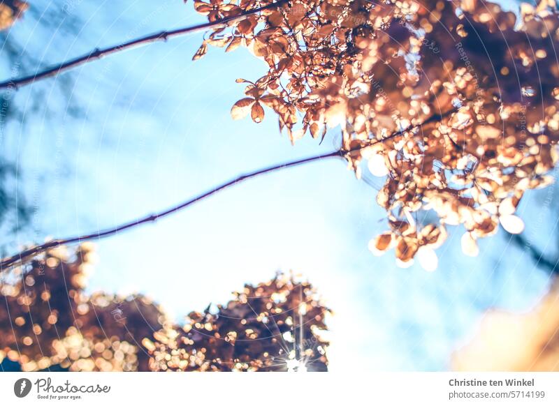 Dried hydrangea blossoms backlit against a blue winter sky Hydrangea blossom Shriveled Faded Transience Nature Winter Autumn Shallow depth of field blurriness