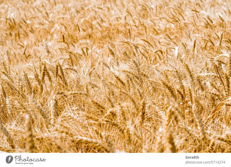 wheat spikelets pattern on the field Ukraine agriculture agro agronomy arable farming autumn ban blur blurry botany bowery bright brown crop embargo framework