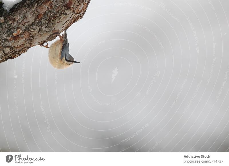 Nuthatch bird clinging to a frosty tree bark nuthatch wintry background wildlife nature animal feather beak outdoor snowy winter cold natural environment perch