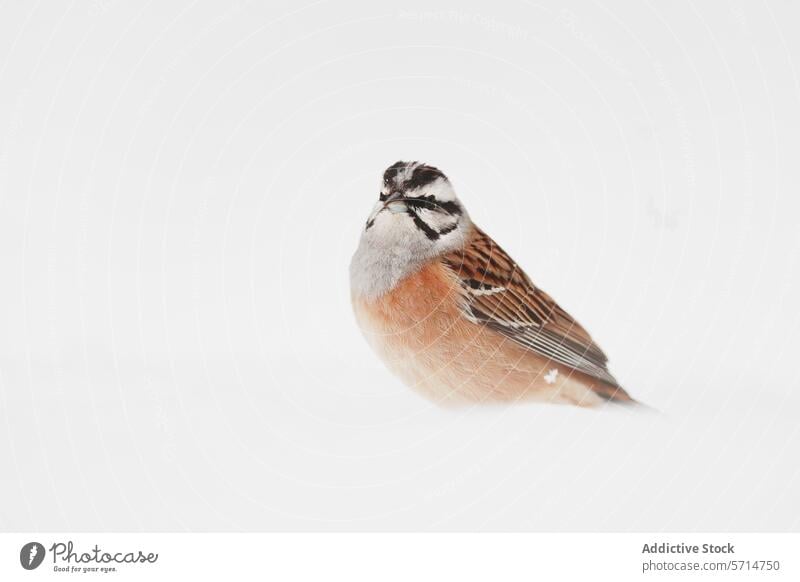 Elegant Sparrow on a Seamless White Background sparrow bird white background avian wildlife animal portrait nature minimalism aesthetic solitary pristine