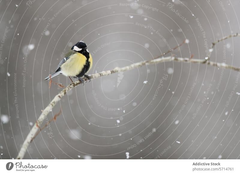 Great tit perched on a branch in falling snow great tit bird snowflake animal nature winter wildlife tranquil serene cold weather season outdoors feathered