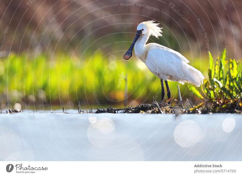 Avocet standing in water with vegetation in background avocet recurvirostra avosetta bird wading wildlife nature natural habitat elegance greenery serene animal