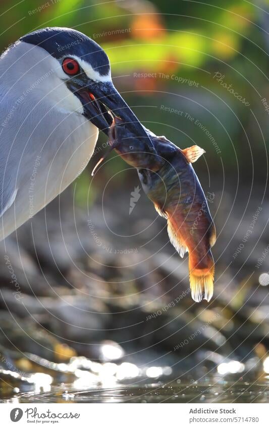 Night heron catching fish in natural habitat night heron nycticorax nycticorax bird wildlife beak nature predator feeding water aquatic behavior wading avian