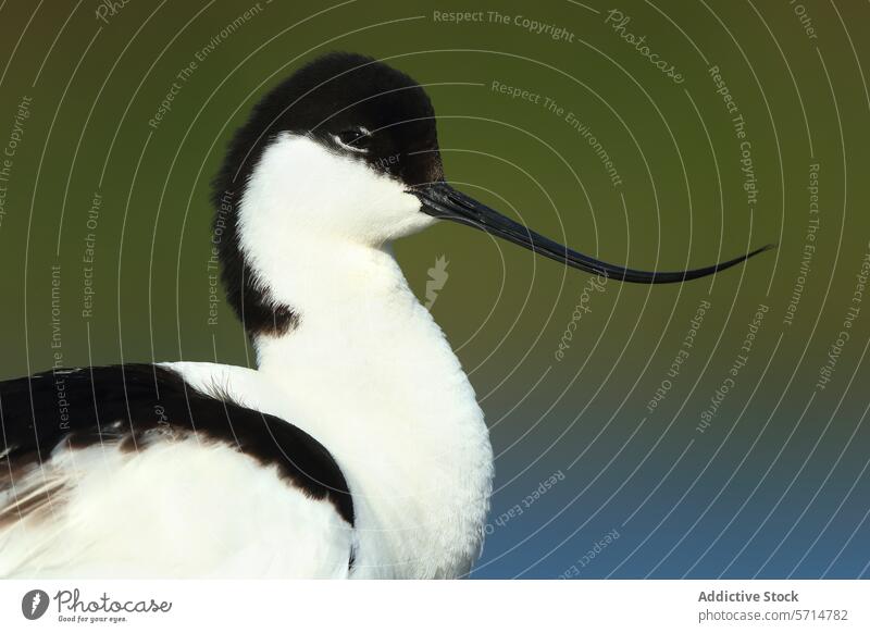 Elegant Avocet in Natural Habitat avocet recurvirostra avosetta bird wildlife plumage bill curved beak nature close-up black white contrast elegant waterbird