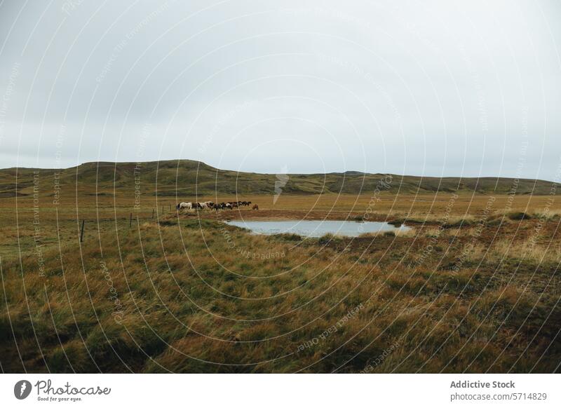 Serene Icelandic landscape with a herd of horses iceland countryside grazing pond overcast sky serene nature outdoors travel tranquil meadow grass field rural