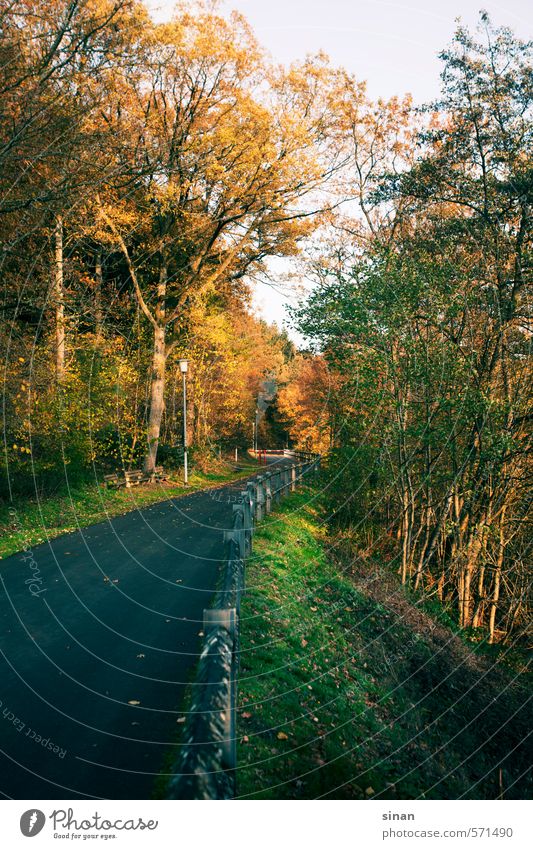 Want a walk? Vacation & Travel Adventure Sun Nature Landscape Autumn Weather Tree Leaf Forest Lanes & trails Fresh Cold Blue Brown Green Sauerland