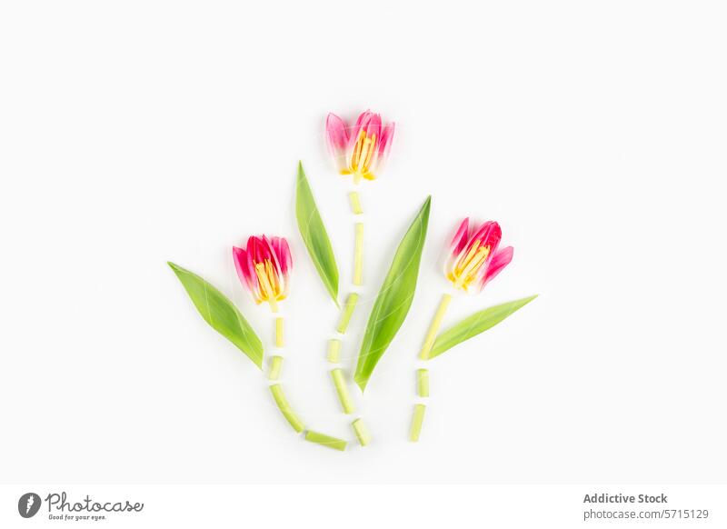 Spring Tulips Arrangement on White Background tulip spring white background minimalistic artistic arrangement pink yellow flower still life studio shot