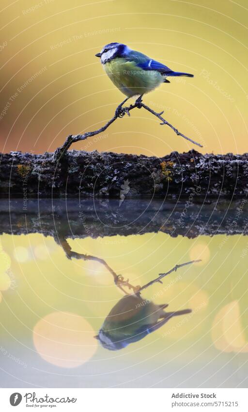 A Eurasian Blue Tit perched on a textured branch with a clear reflection on water, set against a golden background bird Eurasian blue tit nature wildlife