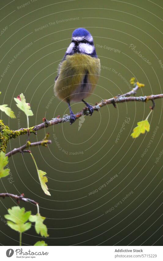 A puffed-up Eurasian Blue Tit perches on a branch with budding green leaves against a muted green background bird Eurasian blue tit perching green leaf