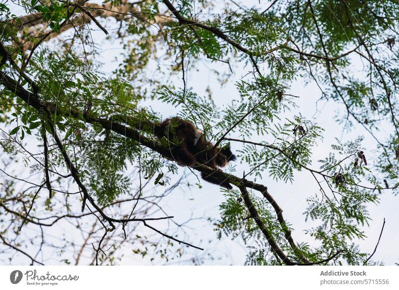 Coati silhouette in the treetops at Iguazu Falls coati iguazu falls foliage argentina wildlife nature rest sky branch outdoor animal leaf mammal high relaxation