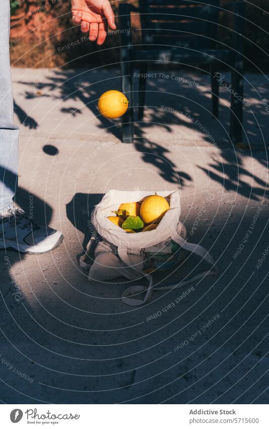 Anonymous cropped person freshly Picked Lemons in a Bag Outdoors lemon picking bag fruit outdoor reusable sunny day collection hand citrus harvest homegrown