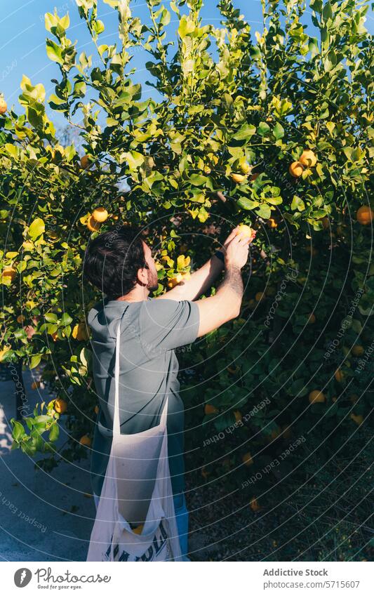 Man harvesting fresh lemons in sunny garden man picking ripe tree citrus homegrown agriculture daylight fruit outdoor nature healthy lifestyle green leaves