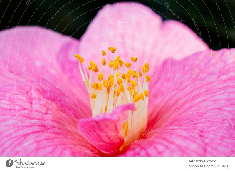 Close-up of vibrant pink Camellia flower in springtime bloom camellia close-up petal stamen texture nature macro botany garden blossom plant flora pollen yellow