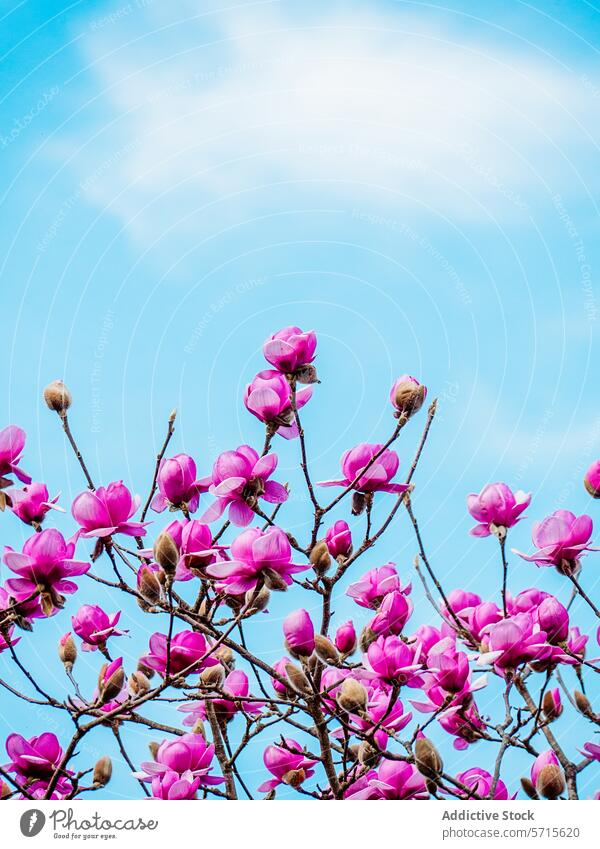 Springtime bloom of vibrant pink magnolia flowers springtime blossom petal branch botanical nature flora sky blue clear outdoor growth fresh budding garden