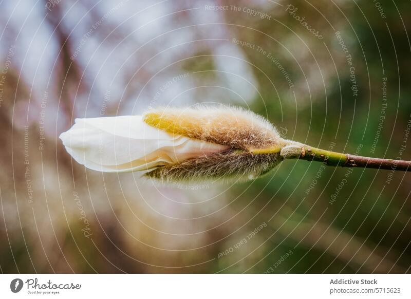 Springtime magnolia bud about to bloom springtime close-up flower white petal unfurl nature botanical growth seasonal plant flora blossom garden fuzzy soft