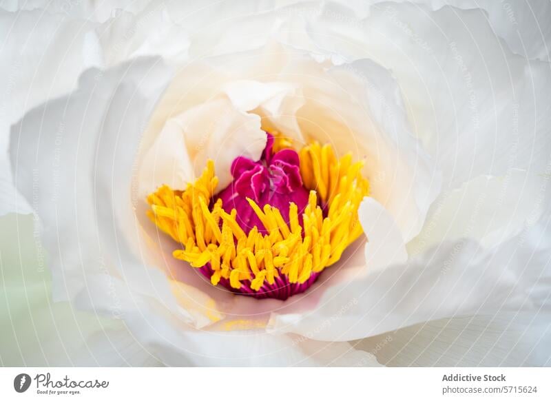 Springtime peony blossom with vibrant center detail bloom springtime flower close-up white yellow purple stamen petal delicate beauty nature floral botanical