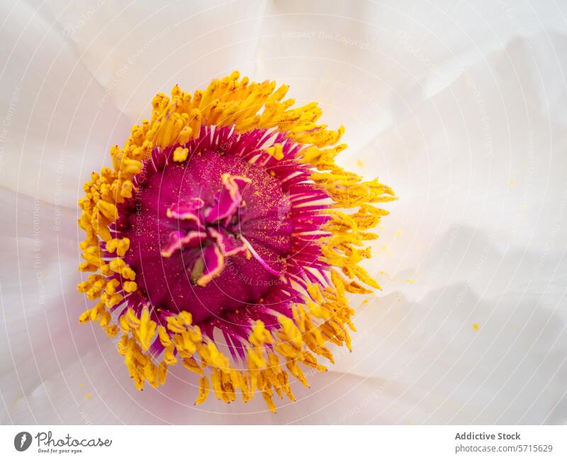 Vibrant Peony Blossom Detail in Springtime peony flower springtime close-up vibrant magenta yellow blossom petal detail macro bloom botanical natural beauty