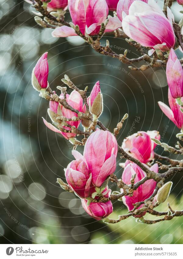 Spring magnolia blossoms in sunlight pink flower bloom spring petal botany flora floral nature springtime growth freshness beauty beautiful bright color vibrant