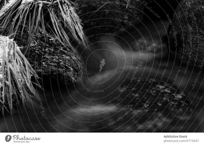 Winter stream in Guadarrama National Park winter guadarrama national park black and white photograph icy water frost rock serene nature monochrome landscape