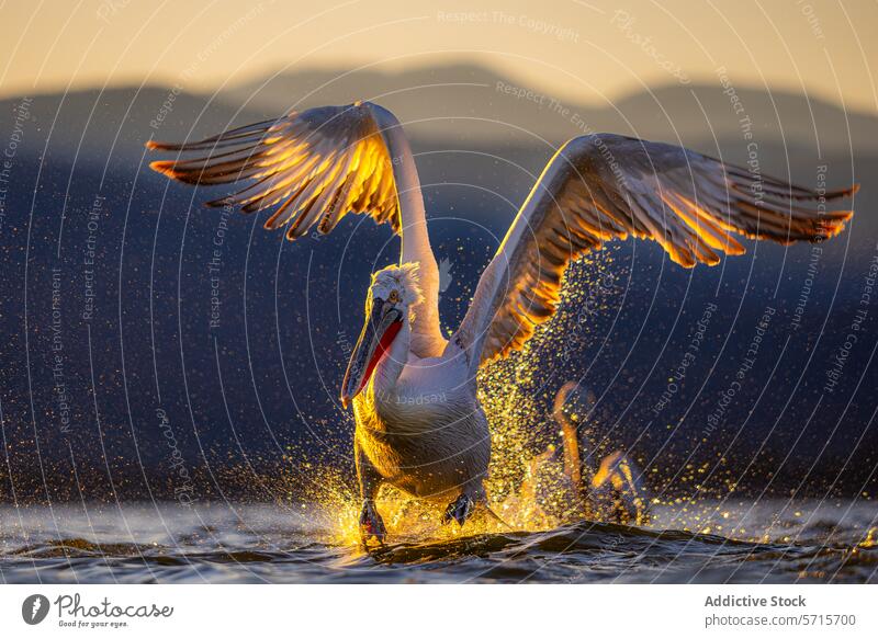 Majestic dalmatian Pelican Landing on Water at Sunset pelican landing water sunset golden hour bird wildlife nature animal feather wing splash sunlight outdoor